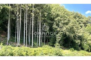 ***Penthouse am Waldrand mit Traumblick ins Gr&uuml;ne*** in Sinzing
